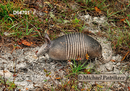 Dasypus novemcinctus